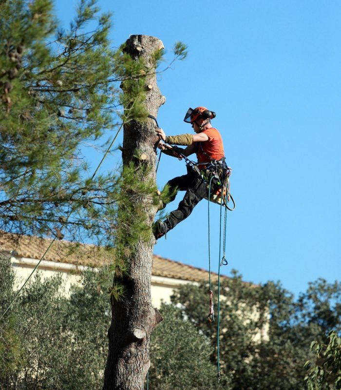 work, tree trimming, chopped off-1861734.jpg